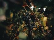 Є обов’язкові процедури для винограду у жовтні