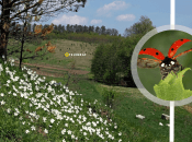 Комаха приносить шкоду рослинам