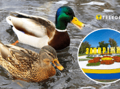 В Запорожье утки гуляли во дворах