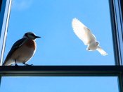 Украинский правильно "форточка"