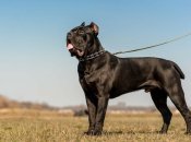 Кане-корсо обладает сильным защитным инстинктом