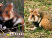 Хомяк обыкновенный жил на украинской земле еще с ледникового периода