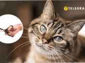 Чому котам не можна відрізати вуса