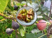 Такой инжир уродил в 2025 году в Днепропетровской области