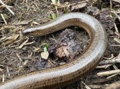 Веретельница на земле