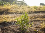 За добу бур’яни почнуть гинути