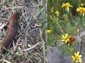 Небезпечні "іспанці" знищують рослинність у столиці