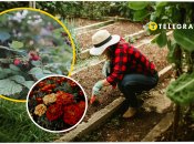 Що висадити на городі у травні