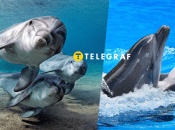 Дельфины афалина