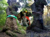 Юзефинский дуб расположен в Ровенской области