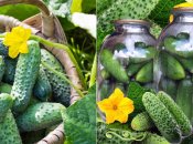 Огурцы с кетчупом, в томатном соке и маринованные: проверенные рецепты заготовок на зиму