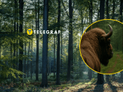 Небезпечна тварина поводилась дивно