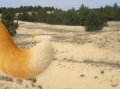 Лисиця цього виду водиться в напівпустелях