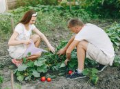 Как правильно сажать огурцы и помидоры