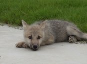 Волчонок Майя