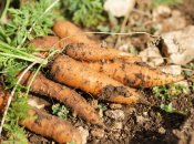 Моркви буде багато, якщо обробити насіння перед посадкою