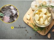 Часник треба вчасно зібрати