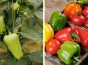 Очень важно удобрить перец в период созревания