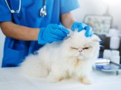 День ветеринара - дата, традиції