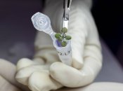 Яблуні на Місяці таки зацвітуть? Вчені з’ясували, чи можна вирощувати рослини у місячному ґрунті