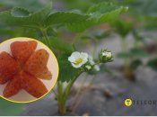 Рідкісна полуниця