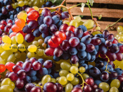 Многие любят сочные и сладкие ягоды винограда