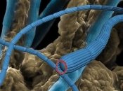 Кабельные бактерии собираются в колонии, которые могут достигать 5 см в длину