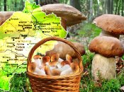 Грибные места Львовщины