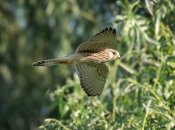 Боривітер / Ігор Червоненко