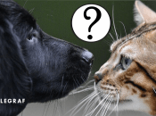 Собака та кіт