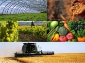 Деяка українська агропродукція буде постачатися у середніх обсягах