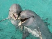 Для подтверждения теории биологи проверили 11 самок афалин