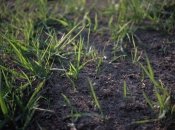 Обработка земли облегчит работу в следующем сезоне