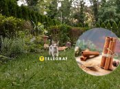 Кориця допоможе вашим рослинам