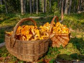 Осінь – найкращий час для збирання грибів