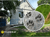 На Днепропетровщине во дворе увидели лис