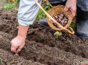 Что нужно посадить в мае