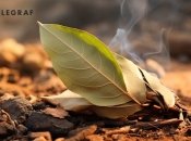 Лавровый лист отлично выводит отрицательную энергию