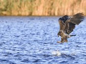 Орлан-белохвост во время охоты на Днепре