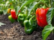 Есть некоторые секреты, которые помогут вам вырастить сладкий перец (изображение создано с помощью ИИ)