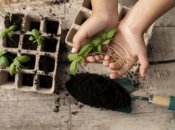 Молодое растение легко испортить