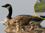 Канадська казарка