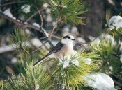 Яке сьогодні свято — Маврикіїв день