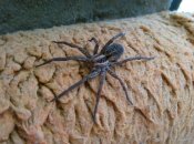 Павук-вовк має характерне забарвлення