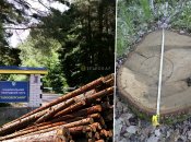 Екологи та активісти періодично фіксують незаконну вирубку цінних порід дерев. Фото Колаж "Телеграфа"