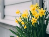 На хранение берут только здоровые луковицы