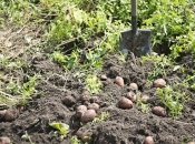 Відновлюємо ґрунт після збирання врожаю картоплі