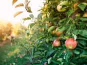 До зимы позаботьтесь о своем саде