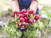 Редис – популярна городна культура