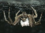 Наметовий павук